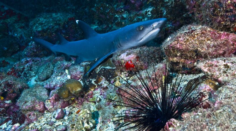 Stunning video shows sharks devouring sea urchins, spines and all