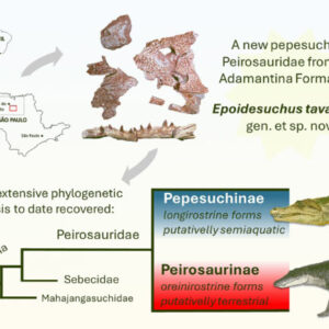 New Species of Gondwanan Notosuchian Identified in Brazil