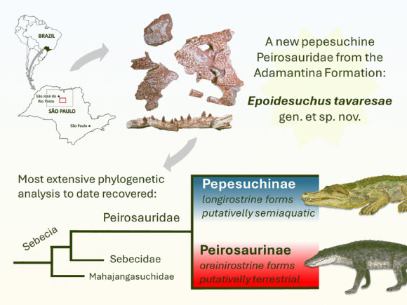 New Species of Gondwanan Notosuchian Identified in Brazil