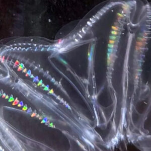 Two Injured Comb Jellies Can Fuse into Single Entity, Scientists Discover