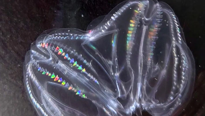 Two Injured Comb Jellies Can Fuse into Single Entity, Scientists Discover