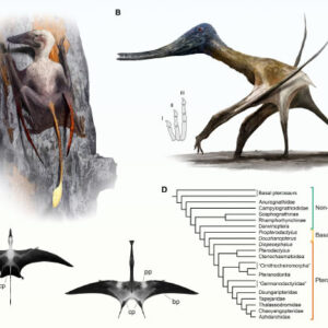 Pterosaurs were Adapted to Broad Range of Terrestrial Lifestyles, Study Shows