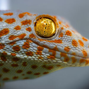 Geckos Have ‘Sixth Sense,’ Biologists Say