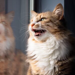 Why do cats ‘chatter’?