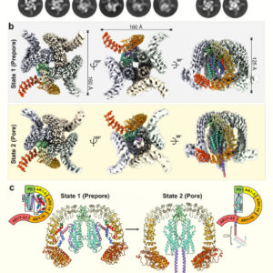 Researchers Decode Structure of Vertebrate-Specific Toxin in Black Widow Spider Venom