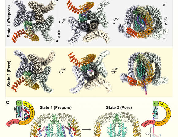 Researchers Decode Structure of Vertebrate-Specific Toxin in Black Widow Spider Venom