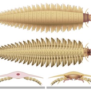 Never-before-seen head of prehistoric, car-size ‘millipede’ solves evolutionary mystery