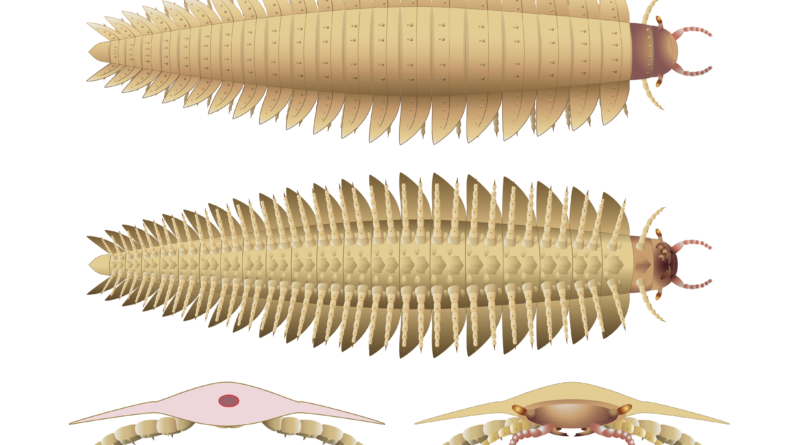 Never-before-seen head of prehistoric, car-size ‘millipede’ solves evolutionary mystery