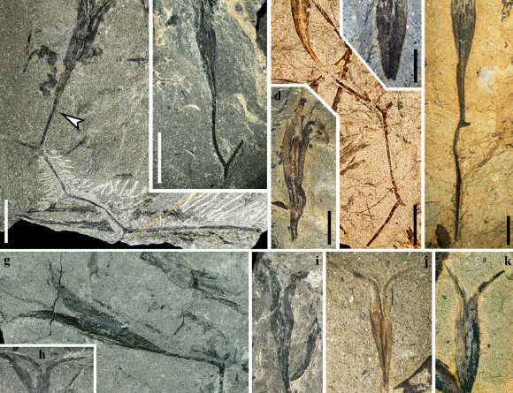 365-Million-Year-Old Winged Seed Fossil Found in China