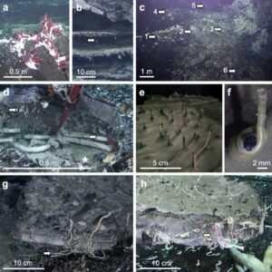 Researchers Discover Animal Life in Subseafloor Crust at Deep-Sea Hydrothermal Vents