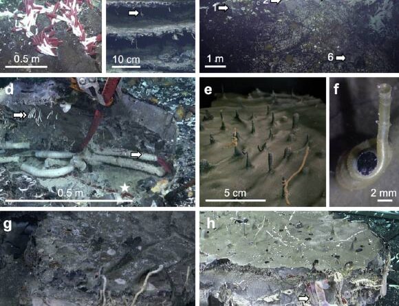 Researchers Discover Animal Life in Subseafloor Crust at Deep-Sea Hydrothermal Vents