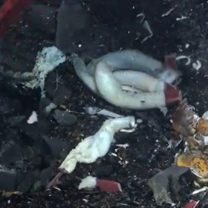 Ghostly white giant worms appear to be reproducing under the seafloor where tectonic plates meet