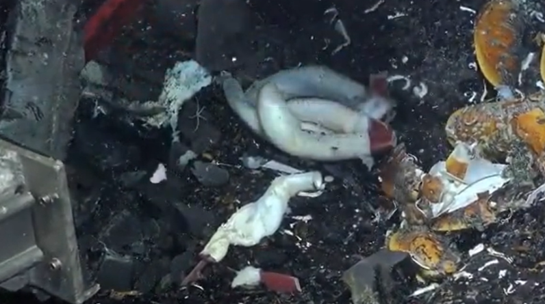 Ghostly white giant worms appear to be reproducing under the seafloor where tectonic plates meet