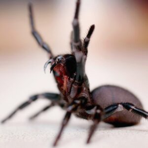 Drug inspired by spider venom aims to reverse heart attack damage