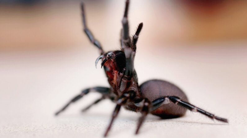 Drug inspired by spider venom aims to reverse heart attack damage