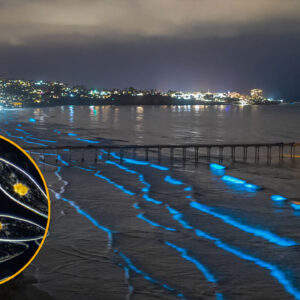 Watch bioluminescent algal blooms trigger electric-blue waves off San Diego coast in stunning new footage