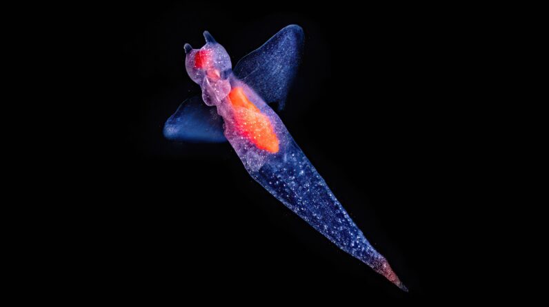 ‘An ancient, complex, and very serious game is going on’: The weird ways creatures feed in the open ocean