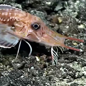 Bizarre fish has sensory “legs” it uses for walking and tasting