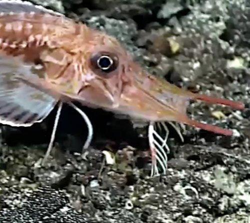 Bizarre fish has sensory “legs” it uses for walking and tasting