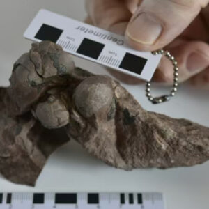 80 million-year-old dinosaur ‘mini eggs’ unearthed at Chinese construction site are the smallest ever found — and belong to a never-before-seen T. rex relative