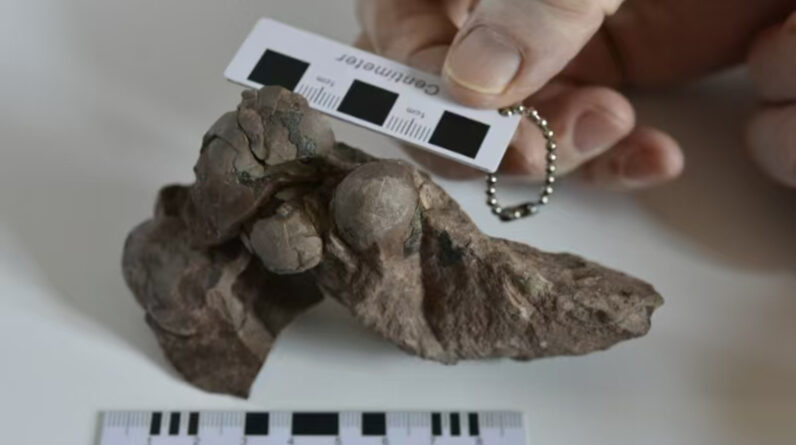 80 million-year-old dinosaur ‘mini eggs’ unearthed at Chinese construction site are the smallest ever found — and belong to a never-before-seen T. rex relative