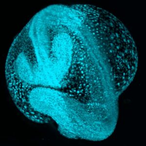 Scientists launch amazing ‘atlas’ of embryos, showing how cells move and develop through time