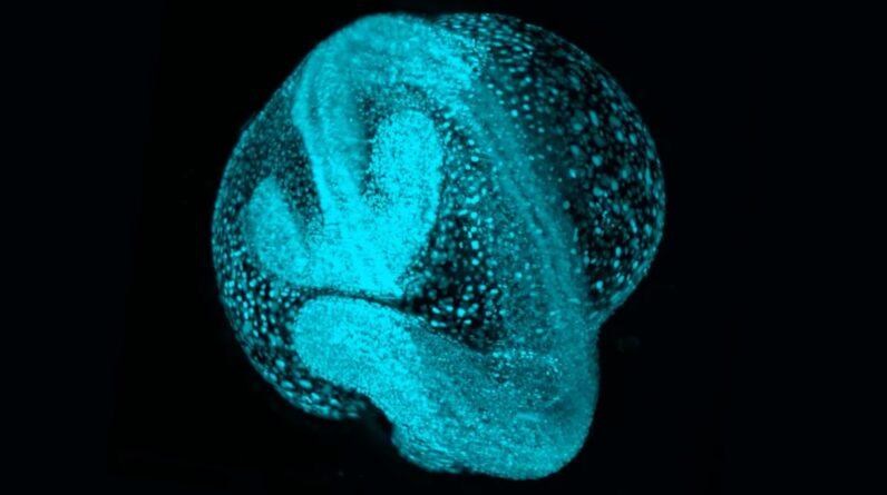 Scientists launch amazing ‘atlas’ of embryos, showing how cells move and develop through time