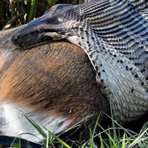 ‘Truly primal’: Watch Burmese python swallow deer whole in Florida Everglades by stretching its mouth to the absolute limit