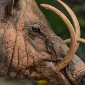 Babirusa: The prehistoric ‘deer’ pigs with huge antler teeth