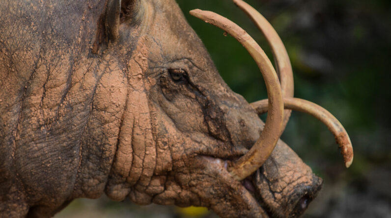 Babirusa: The prehistoric ‘deer’ pigs with huge antler teeth