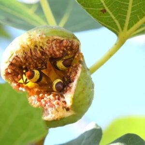 These hornets break down alcohol so fast that they can’t get drunk