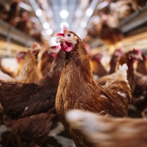 Bird flu could become deadlier if it mixes with seasonal flu viruses, experts warn