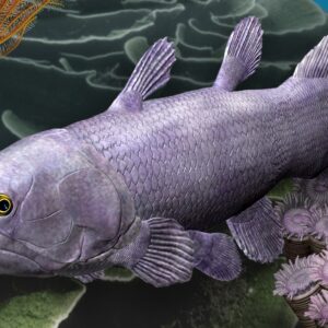 380 million-year-old remains of giant fish found in Australia. Its ‘living fossil’ descendant, the coelacanth, is still alive today.