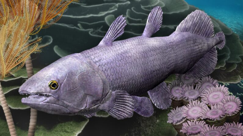 380 million-year-old remains of giant fish found in Australia. Its ‘living fossil’ descendant, the coelacanth, is still alive today.