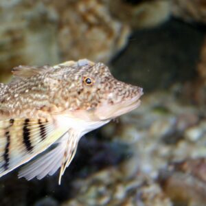 Northern sea robin: The bizarre fish with crab legs it uses to taste the seafloor