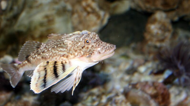 Northern sea robin: The bizarre fish with crab legs it uses to taste the seafloor