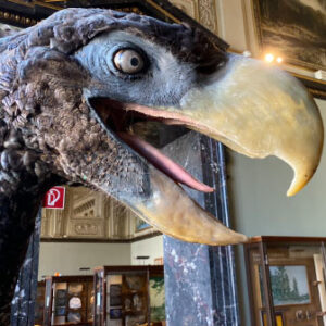 Fossil of Huge Terror Bird Found in Colombia