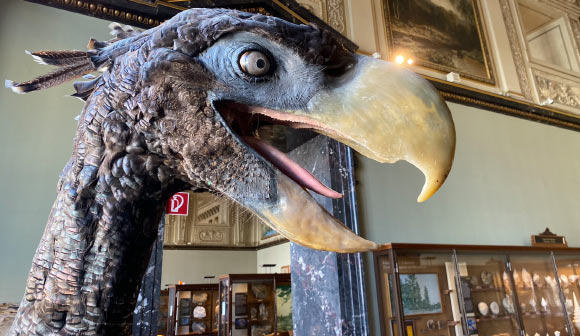 Fossil of Huge Terror Bird Found in Colombia