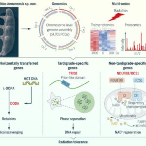 Previously Unknown Species Sheds Light on Mechanism of Radiotolerance in Tardigrades