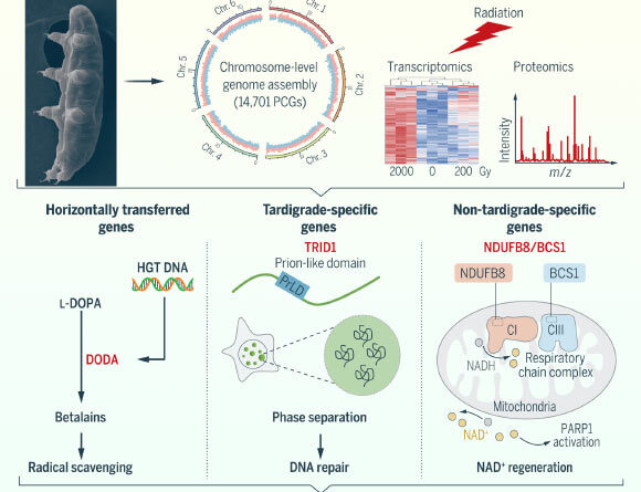 Previously Unknown Species Sheds Light on Mechanism of Radiotolerance in Tardigrades