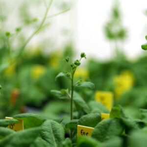 Scientists Investigate Inner Workings of DNA Methylation in Plants