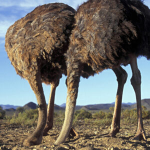 Do ostriches really bury their heads in the sand?