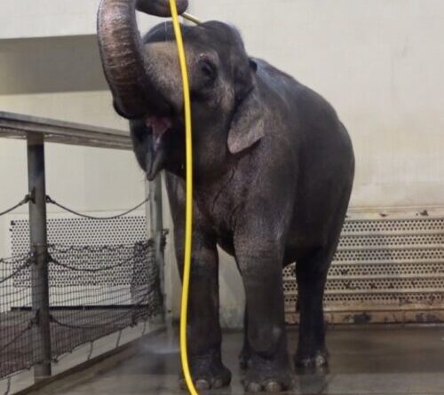 This elephant figured out how to use a hose to shower