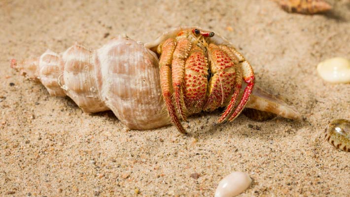New Species of Hermit Crab Discovered in Australia