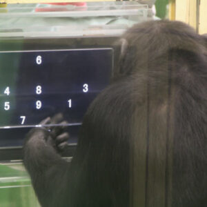 Study: Chimps Perform Better on Challenging Computer Tasks When They Have Audience