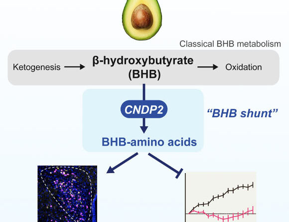 Metabolic Compound Found to Regulate Appetite and Body Weight