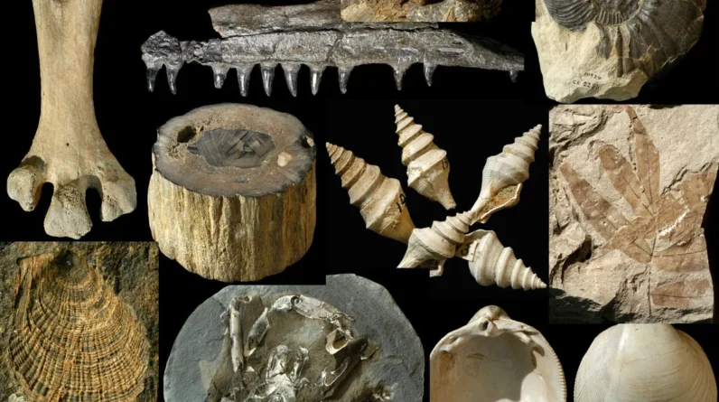 Meet FRED: The world’s 1st-ever, nearly complete fossil database