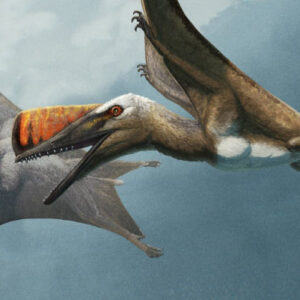 Jurassic Pterosaur Had Unusually Short, but Stiff and Pointed Tail