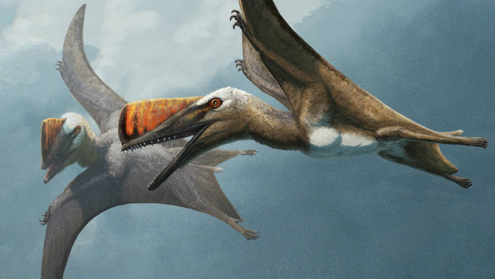 Jurassic Pterosaur Had Unusually Short, but Stiff and Pointed Tail