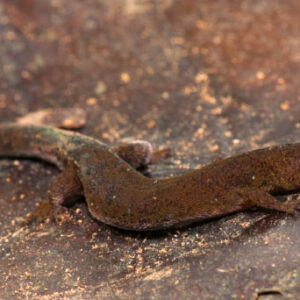 Scientists Discover New Species of Gecko in Venezuela